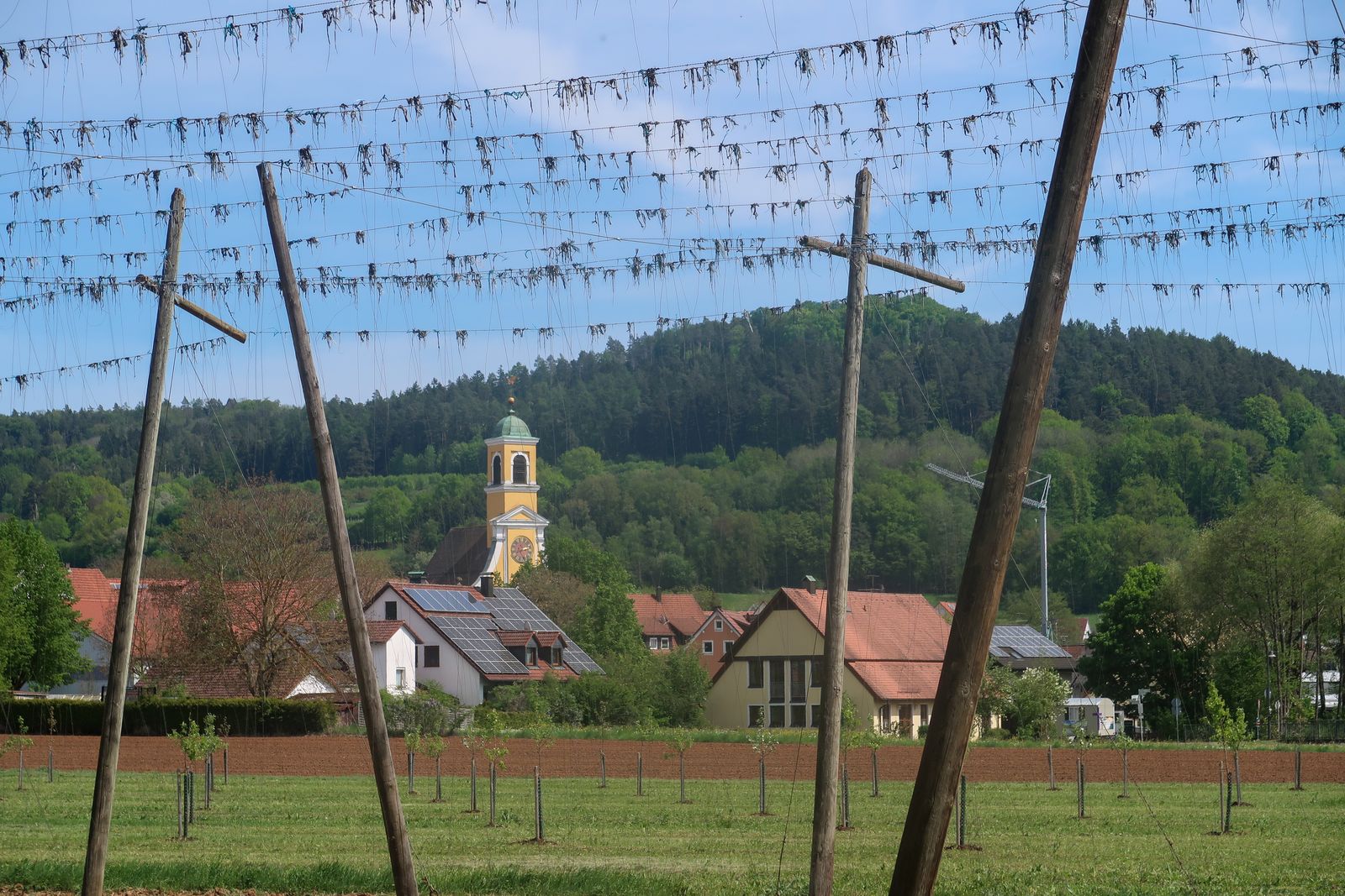 Hopfenanbau bei Igensdorf